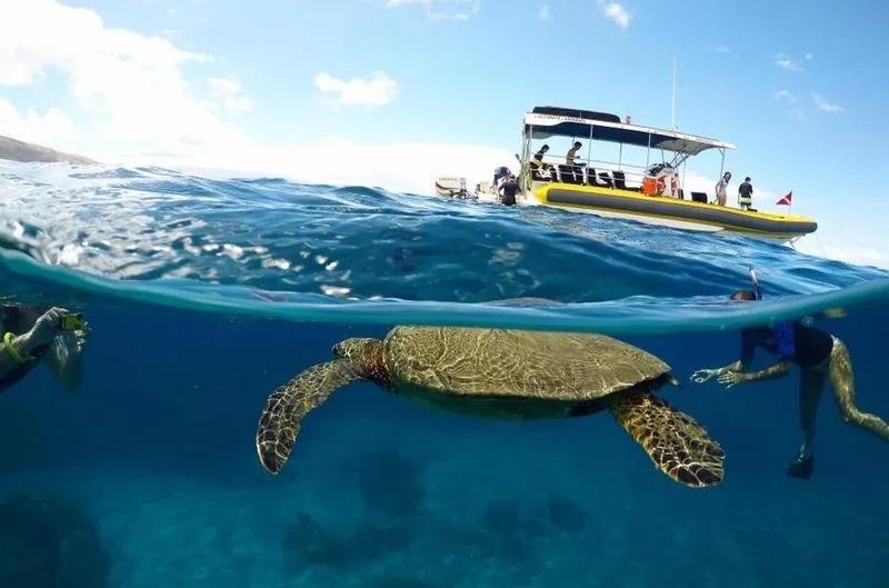 Lanai Dolphin & Snorkel Adventure