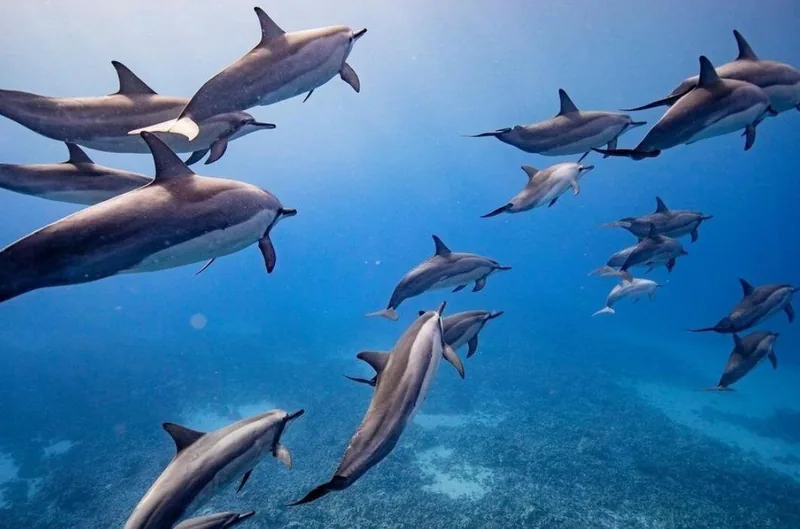 Lanai Eco Raft: Snorkel & Dolphins