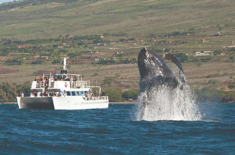 Lahaina Whale Watch with Hydrophone