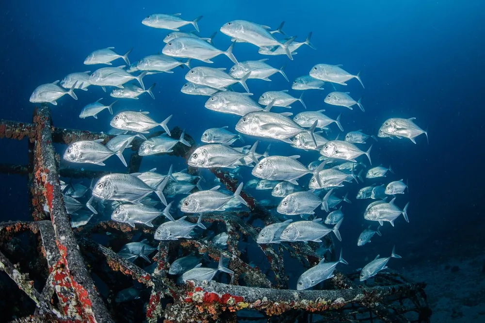 A large school of silver jacks swimming over the rusted frame of a sunken wreck