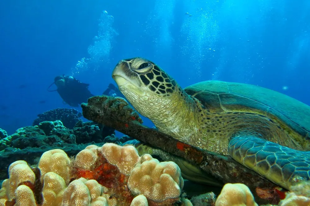A scuba diver swimming beside a green sea turtle over a reef