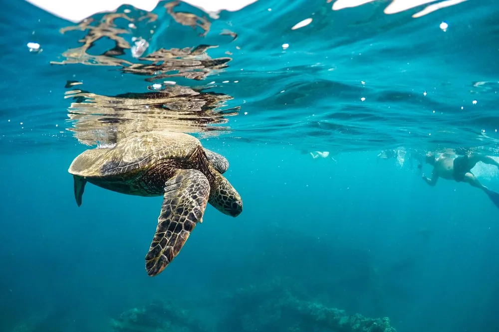 Molokini & Turtles Small-Group Raft