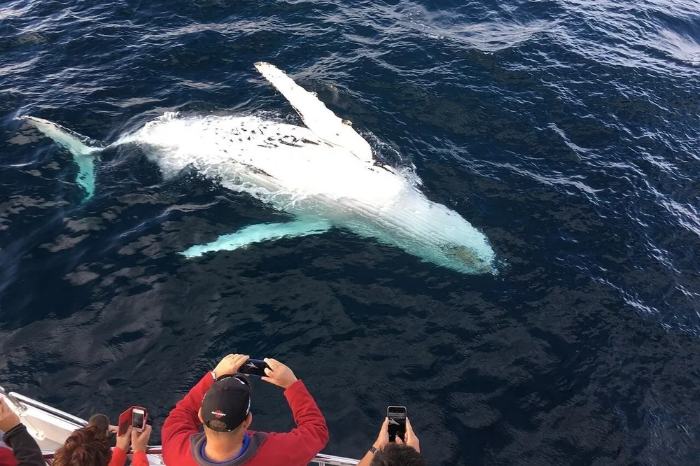 Lahaina Whale Watch with Hydrophone