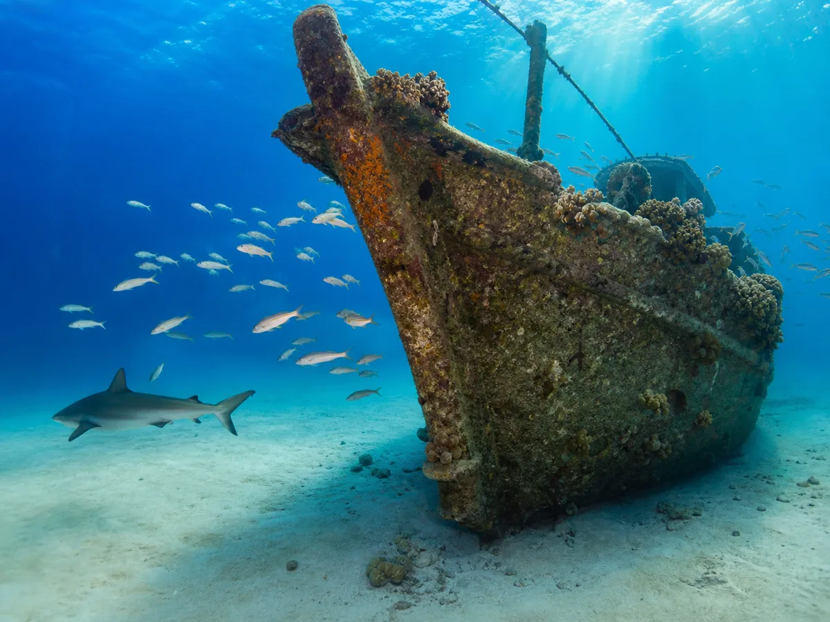 The bow of a sunken wooden sailing ship on white sand with a reef shark and fish nearby